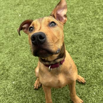 Pit Bull Terrier Dogs Available for Adoption - Cupid | PetCurious