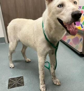 COLT -  Husky and Mixed Breed Dog for Adoption in Baytown, Texas - COLT | PetCurious