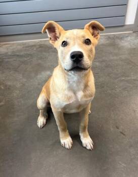 DUNKIN -  Labrador Retriever and Mixed Breed Dog for Adoption in Brunswick, Georgia - DUNKIN | PetCurious