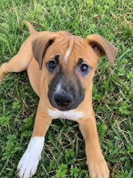 Boxer Dogs Available for Adoption in Fosters, Alabama - MARIGOLD FAYE | PetCurious