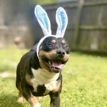 Mixed Breed Dogs Available for Adoption in Walker, Michigan - Bruno Mars | PetCurious