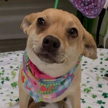 Chihuahua and Beagle Dogs Available for Adoption in Manchester, New Hampshire - Palace In NH! Come Meet Our Adoptable Dogs Wed-Sat, More Info In | PetCurious