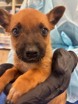 Australian Cattle Dog Blue Heeler Dogs Available for Adoption - Morel | PetCurious