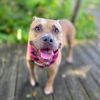 Rescue Mixed Breed Dogs for Adoption in Port Charlotte, Florida - Sage | PetCurious