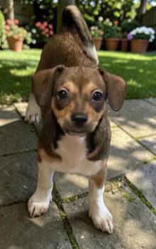 Xena -  Chiweenie Dog for Adoption in Camp Pendleton North, California - Xena | PetCurious