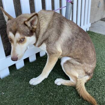 JACE -  Siberian Husky and Mixed Breed Dog for Adoption in Modesto, California - JACE | PetCurious