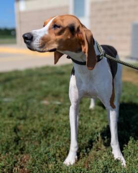 Rescue Foxhound Dogs for Adoption in Defiance, Ohio - Yasmine | PetCurious