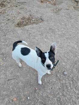 Rescue Australian Cattle Dog Blue Heeler Dogs for Adoption in Rio Rancho, New Mexico - Charlotte | PetCurious