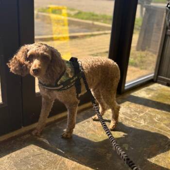 Poodle Dogs Available for Adoption in Springboro, Ohio - Ardie | PetCurious