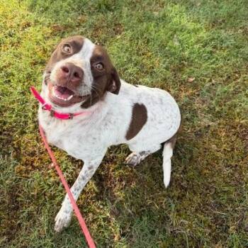 Junie -  German Shorthaired Pointer Dog for Adoption in Vinita, Oklahoma - Junie | PetCurious