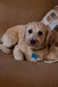 Wheaten Terrier and Poodle Dogs Available for Adoption - Lilah | PetCurious