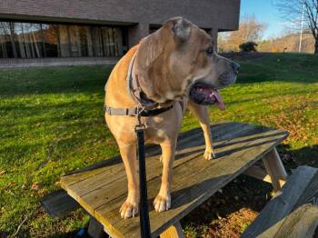 Cane Corso Dogs Available for Adoption in Meriden, Connecticut - Mama (FKA Hannah 2.0) | PetCurious