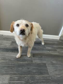 Terrier Dogs Available for Adoption - Topper | PetCurious