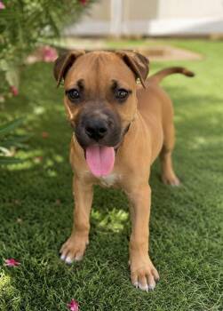 Brutus -  Boxer and Terrier Dog for Adoption in West Palm Beach, Florida - Brutus | PetCurious