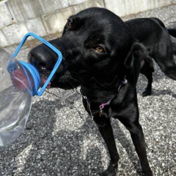Max -  Black Labrador Retriever Dog for Adoption in Kansas City, Missouri - Max | PetCurious