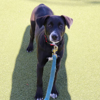 Rescue Mixed Breed Dogs for Adoption in Port Washington, New York - Fredalina | PetCurious