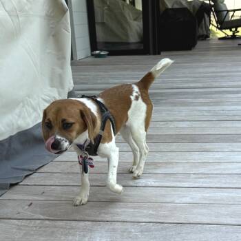 Hound Dogs Available for Adoption in Wake Forest, North Carolina - Zaramo | PetCurious