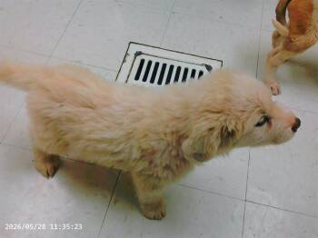 SPORT -  Great Pyrenees and Mixed Breed Dog Available for Adoption in Oroville, California - SPORT | PetCurious