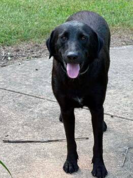 Dohertye / Dixie -  Labrador Retriever Dog for Adoption in Broomfield, Colorado - Dohertye / Dixie | PetCurious
