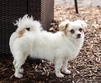 Heidi -  Chihuahua and Spaniel Dog for Adoption in Monroe, North Carolina - Heidi | PetCurious