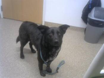 Australian Shepherd and Mixed Breed Dogs Available for Adoption - OPHELIA | PetCurious