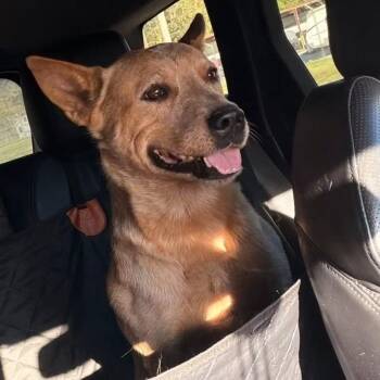 Dolly -  Cattle Dog Dog for Adoption in Terre Haute, Indiana - Dolly | PetCurious
