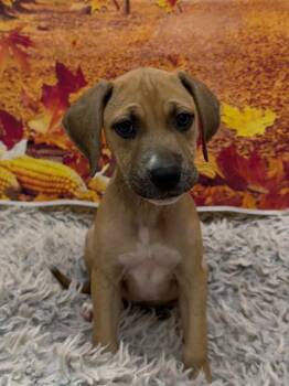 Peach -  Mixed Breed Dog for Adoption in Newberg, Oregon - Peach | PetCurious