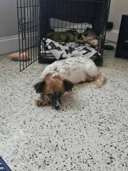 Papillon Dogs Available for Adoption in St. Petersburg, Florida - Graciela | PetCurious