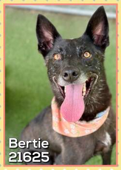 BERTIE (also see MARTA) -  Belgian Shepherd Malinois Dog for Adoption in Marietta, Georgia - BERTIE (also See MARTA) | PetCurious