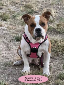 Angeline -  American Bulldog and English Bulldog Dog for Adoption in Thornton, Colorado - Angeline | PetCurious