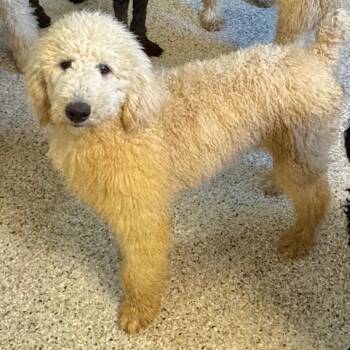 Standard Poodle Dogs Available for Adoption - Claude | PetCurious