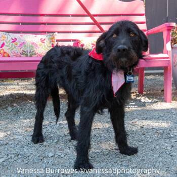 Marks -  Terrier Dog for Adoption in Wake Forest, North Carolina - Marks | PetCurious