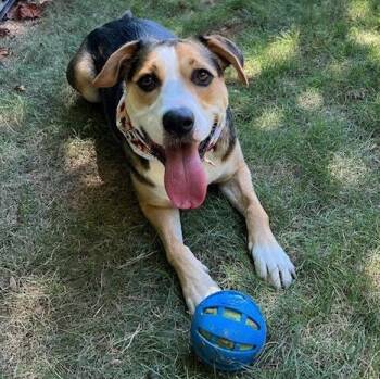 Ball-Queen Lexi -  Labrador Retriever and Boxer Dog for Adoption in Athens, Alabama - Ball-Queen Lexi | PetCurious
