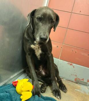Winston -  Great Dane and Hound Dog for Adoption in Bullard, Texas - Winston | PetCurious