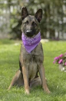 German Shepherd Dog Dogs Available for Adoption in Newport Beach, California - Piper | PetCurious