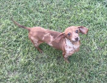 Lola -  Dachshund Dog for Adoption in Blountstown, Florida - Lola | PetCurious