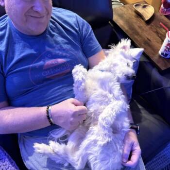 Maltese Dogs Available for Adoption in Ramona, California - Nano | PetCurious