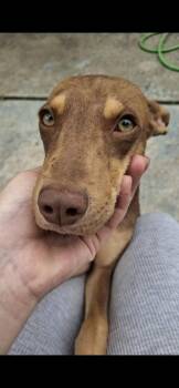 Drew -  Whippet Dog for Adoption in Colorado Springs, Colorado - Drew | PetCurious
