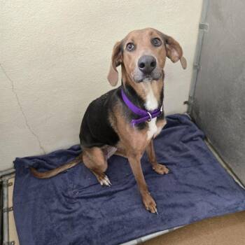 Roxie -  Treeing Walker Coonhound and German Shepherd Dog Dog for Adoption in Murray, Utah - Roxie | PetCurious