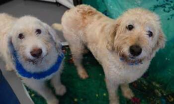 Rescue Standard Poodle and Mixed Breed Dogs for Adoption in Bowling Green, Kentucky - Hope (Bonded W Noah) | PetCurious