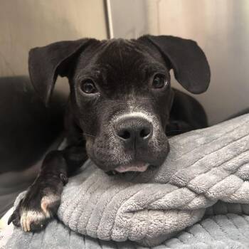 Mixed Breed Dogs Available for Adoption - R2D2 | PetCurious