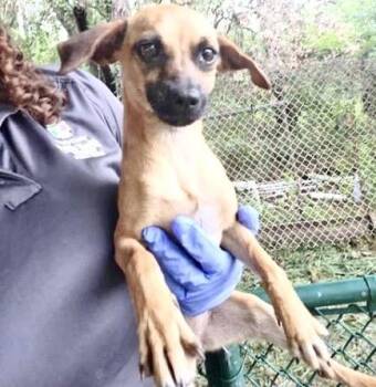 A657371 -  Chihuahua and Rat Terrier Dog for Adoption in Houston, Texas - A657371 | PetCurious