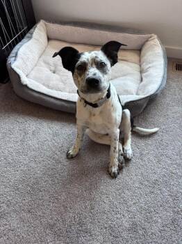 Boston Terrier Dogs Available for Adoption in Colorado Springs, Colorado - Boston | PetCurious