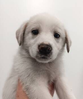 Rescue Husky and Mixed Breed Dogs for Adoption in Morton Grove, Illinois - Sugar | PetCurious