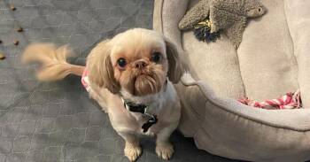 Shih Tzu - Roxi -  Shih Tzu Dog for Adoption in Omaha, Nebraska - Shih Tzu - Roxi | PetCurious
