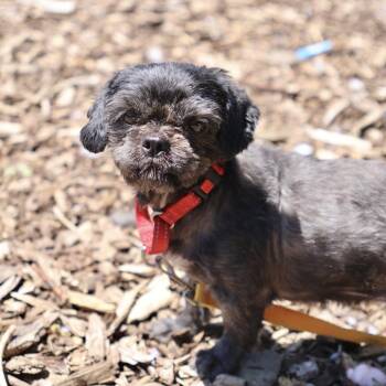 Shih Tzu Dogs Available for Adoption in Briarcliff Manor, New York - Midnight | PetCurious