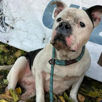 Rescue Terrier Dogs for Adoption in St. Louis, Missouri - Lalita | PetCurious