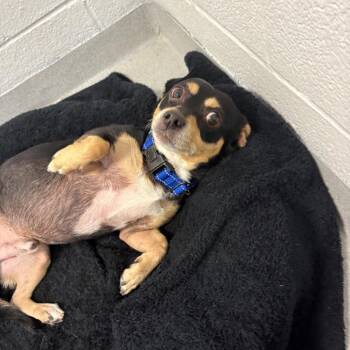 Evan -  Mixed Breed Dog for Adoption in Hampton Bays, New York - Evan | PetCurious