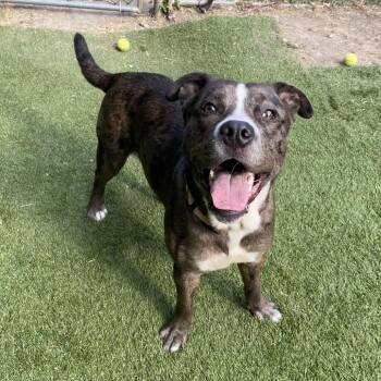 Halo -  Mixed Breed Dog for Adoption in Davenport, Iowa - Halo | PetCurious