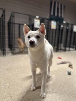 Rescue Jindo Dogs for Adoption in Montreal, Quebec - Marley | PetCurious